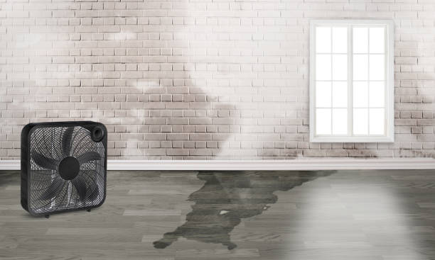 Best Local water damage restoration  in Pahrump, NV